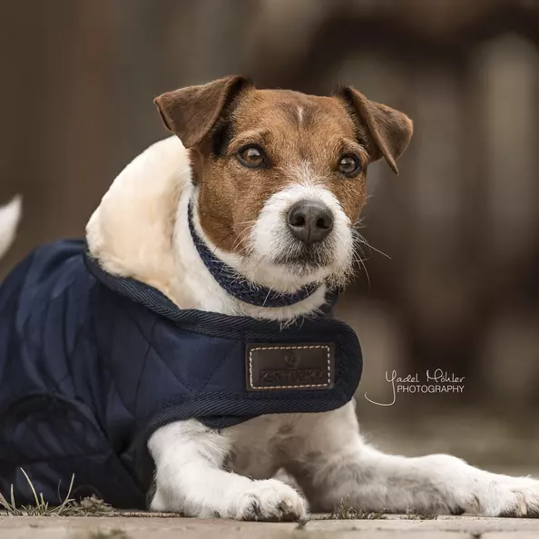 Kentucky Dog Coat